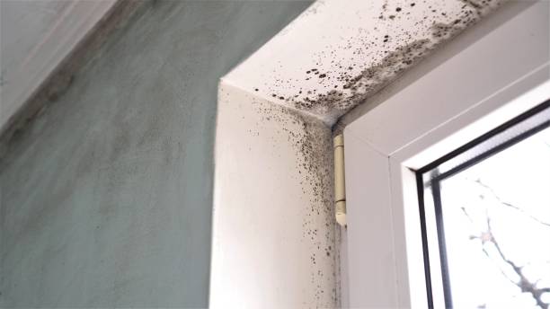 Best Attic Mold Removal  in La Cienega, NM