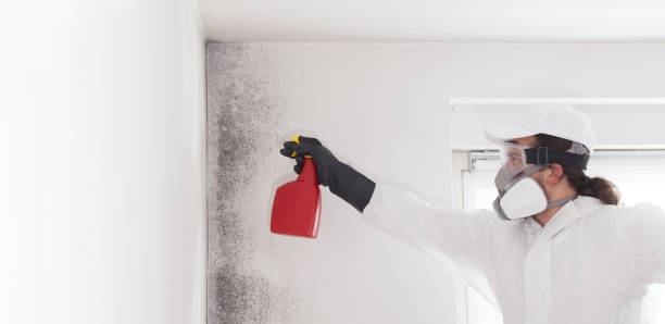 Best Black Mold Removal  in La Cienega, NM