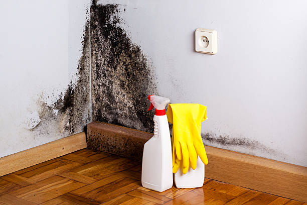 Professional Mold Removal in La Cienega, NM