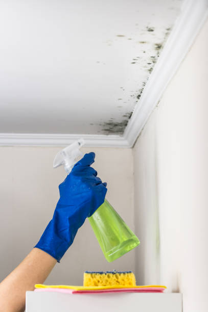 Best Crawl Space Mold Removal  in La Cienega, NM